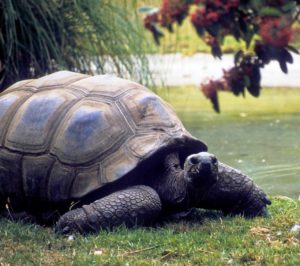 slow moving tortoise