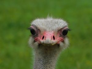 head - face of ostrich